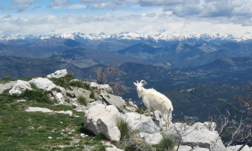 formaggi-capra-francia-jpg