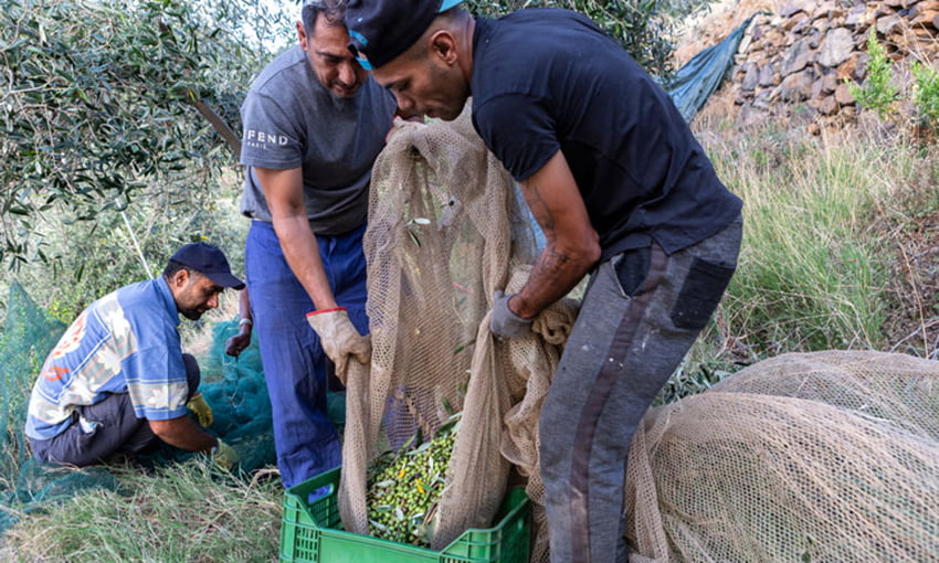 raccolta olive gorgona
