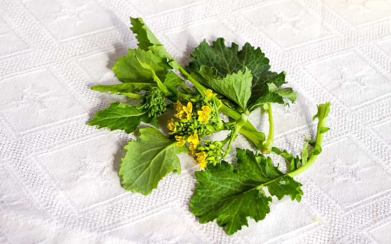 Cime di rapa