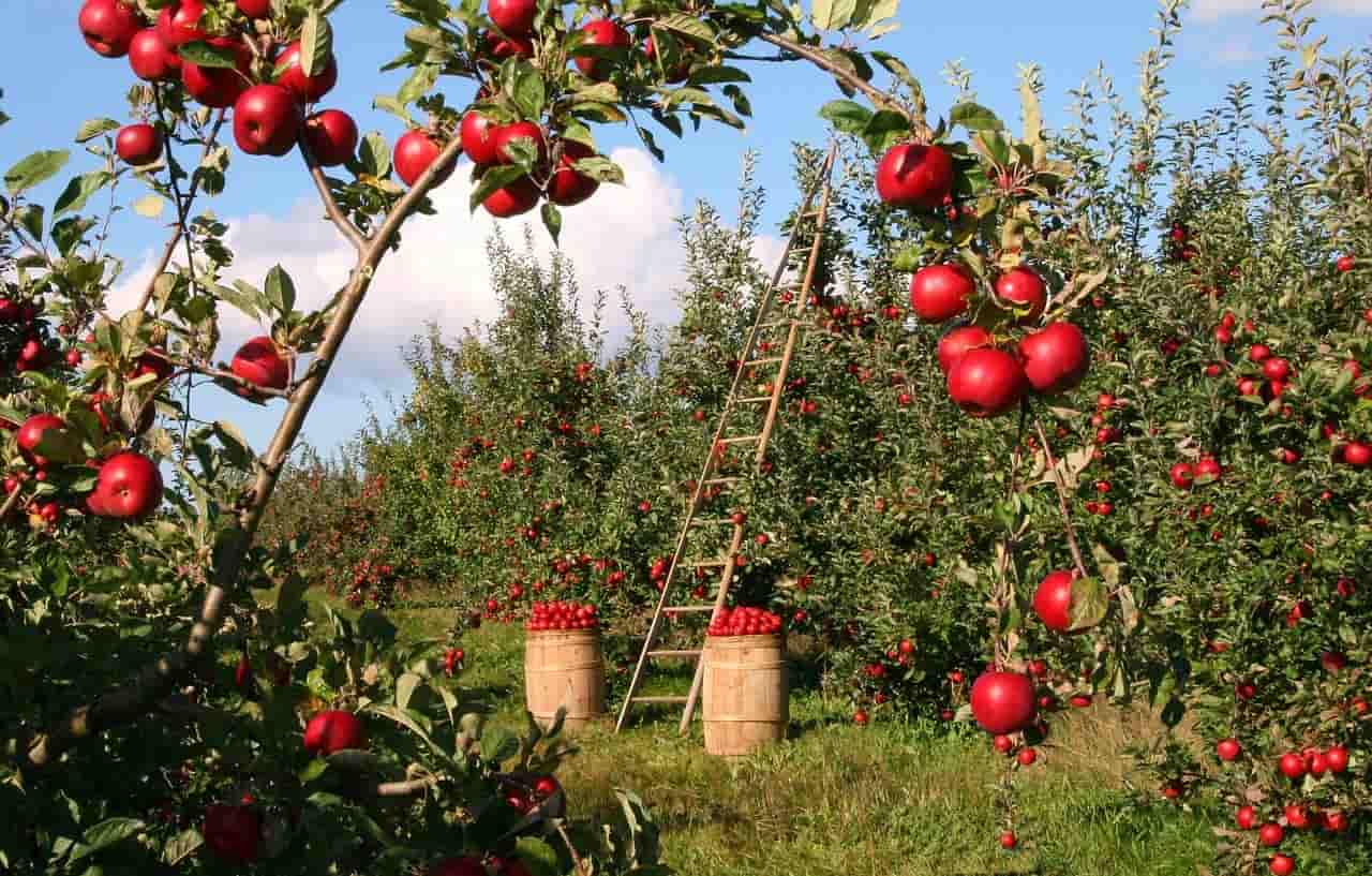 Due mele al giorno riducono il colesterolo