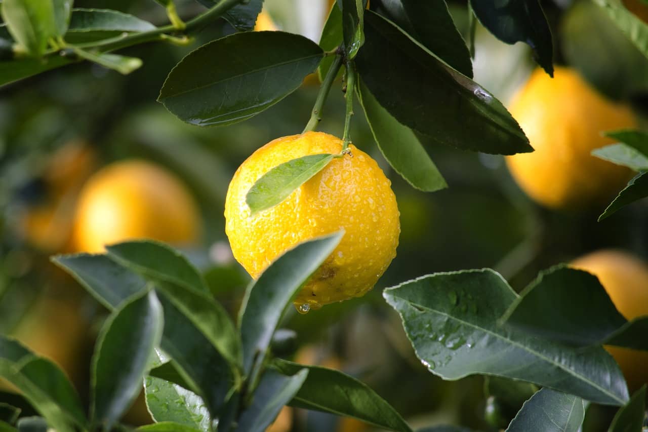 Limone colesterolo ipertensione glicemia