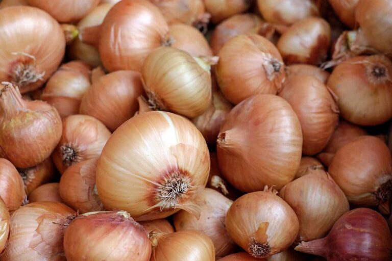 Cosa Succede A Chi Mangia Cipolla 30 Minuti Prima Di Dormire Ecco L 