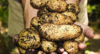 Cosa mangiare per abbassare la glicemia buccia di patate o semi di zucca? La risposta