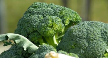 Quanto durano i broccoli confezionati in frigorifero?