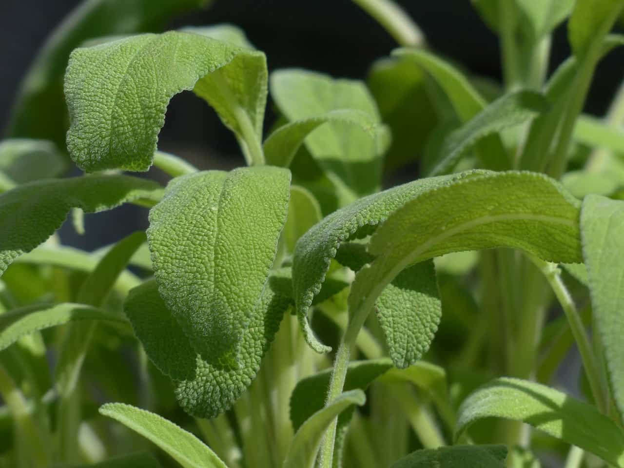  Salvia, come coltivarla ovunque con successo: in giardino, in vaso e persino in casa. Incredibile La salvia è un’aromatica veramente splendida, che può assumere dimensioni notevoli se ben curata e posizionata. A causa di queste dimensioni spesso di pensa che si tratti di una pianta destinata unicamente ai giardini, ma non è vero. Con un po’ di abilità la salvia può essere coltivata anche in vaso, purché si rispettino alcune semplici regole. Come pianta è abbastanza rustica, ma per essere posta in vaso necessita di uno che sia capiente. E’ preferibile non concimarla in estate, a causa del caldo, ma limitarsi al periodo primaverile ed autunnale, in cui la pianta si espande, essendo una sempreverde. Salvia in vaso, come fare Esistono diverse varietà di salvia, alcune molto interessanti come ad esempio quella striata o la salvia maxima dalle foglie giganti. Aprile e maggio sono i mesi ideali per trapiantarla, in un terriccio fertile, di medio impasto ma non argilloso perché teme i ristagni idrici. Eccessive annaffiature, soprattutto in vaso, possono causare la peronospora, una malattia crittogramica in cui le foglie si macchiano e poi seccano definitivamente. Se presa all’inizio è sufficiente asportare le foglie colpite. Se l’attacco è più massiccio sarà necessario procurarsi del rame solfato per un piccolo trattamento. Non è necessario riparare la salvia in casa durante l’inverno, trattandosi di una pianta rustica. Ma se lo si desidera la si può portare dentro casa a patto di posizionarla in una posizione ben illuminata e fornendo meno acqua: in casa la crescita sarà inevitabilmente rallentata, riducendo le necessità idriche. Salvia all’esterno, ecco la posizione giusta La salvia posta a dimora all’aperto non necessita di grosse cure: non è esigente in termini idrici, richiede un’esposizione che va dal pieno sole alla mezz’ombra, ma cresce anche in condizioni più ombrose, ad esempio sotto degli alberi. L’unica accortezza è non porgli vicino piante di rosmarino: non è una consociazione apprezzata, e una delle due piante rischia sempre di soppiantare l’altra. Poche semplici regole dunque, e la vostra salvia sarà sempre splendente e rigogliosa per numerosi anni.