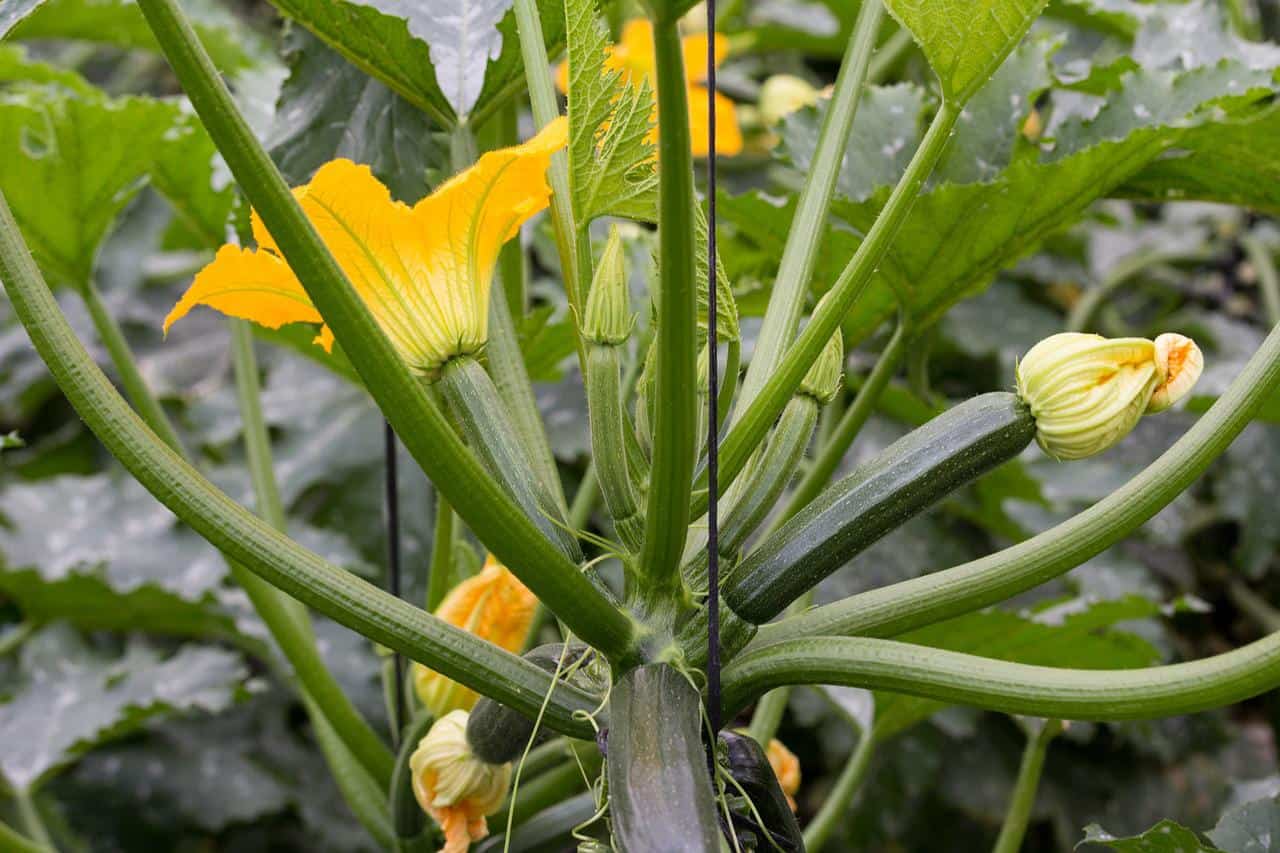 Ecco come aumentare il raccolto di zucchine proteggendole con questo semplice trucco. Incredibile.