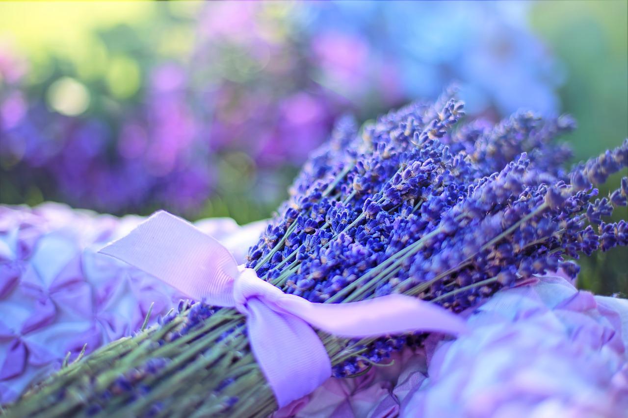 Tutto sulla lavanda: come sceglierla, coltivarla e come utilizzarla, al meglio