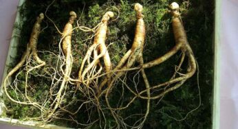 Il ginseng fa bene? Scopriamolo insieme