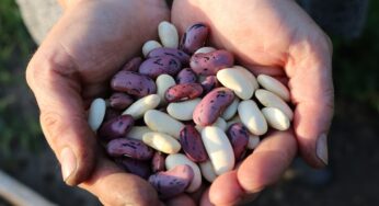 Perché dovresti mangiare spesso fagioli? Incredibile
