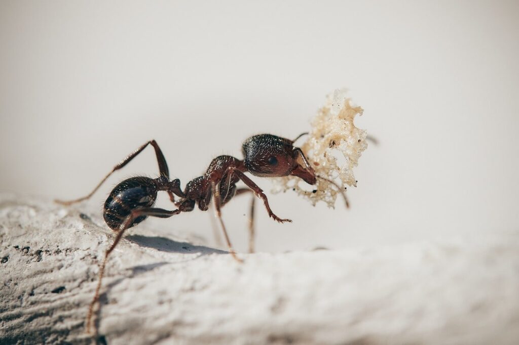 Cosa succede se mangi le formiche