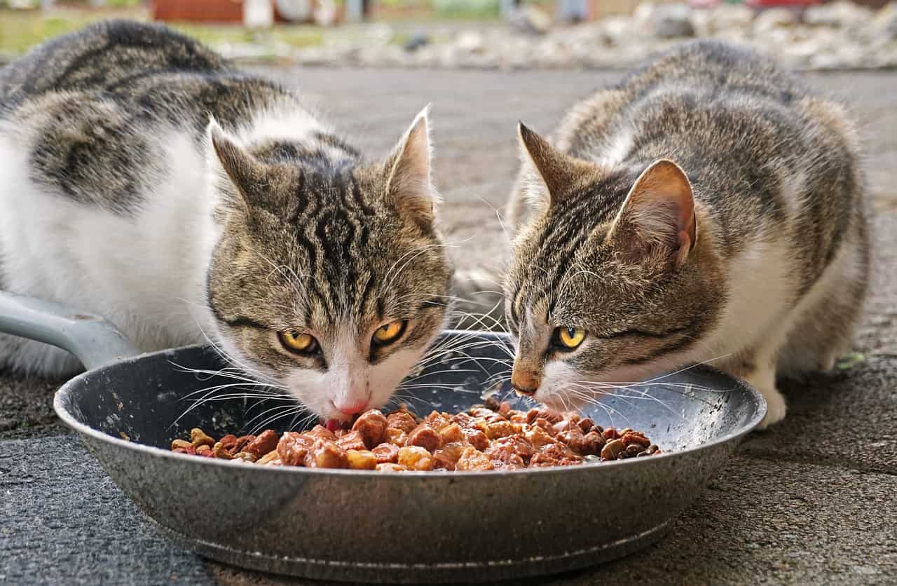 Cosa succede a chi mangia cibo per gatti, ecco le conseguenze
