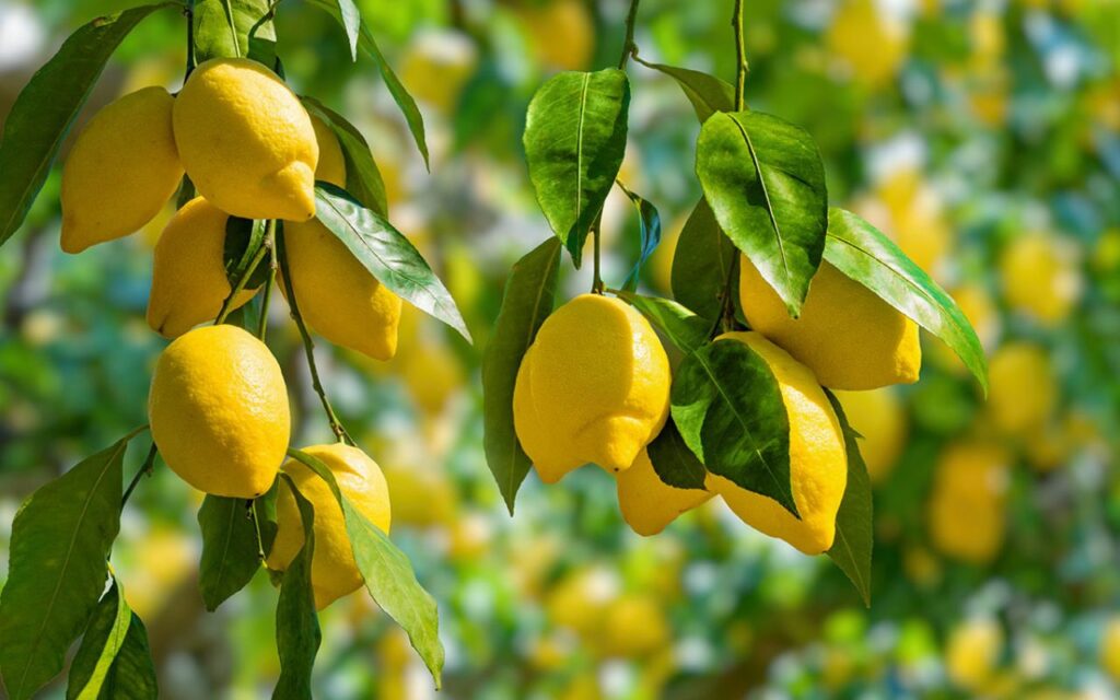 I limoni, oltre ad essere un ingrediente versatile in cucina, sono un vero e proprio toccasana per la salute. Ricchi di vitamine, minerali e composti bioattivi, offrono una vasta gamma…