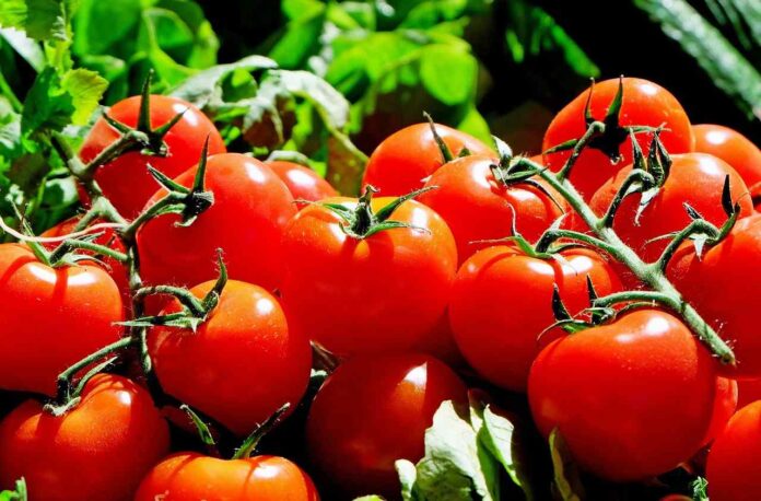 Cosa succede a chi mangia tutti i giorni i pomodori? Ecco 5 incredibili effetti