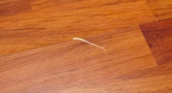 Scopri il segreto per far brillare il tuo parquet: ecco cosa fare!