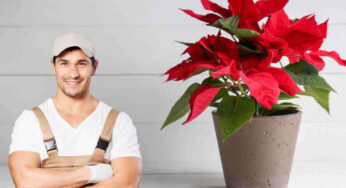 Scopri come mantenere la tua stella di Natale splendida fino a Capodanno!