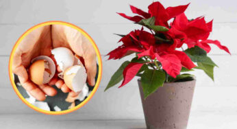 Riscopri il Segreto delle Uova di Natale: la Ricetta della Nonna che Fa Magia da 50 Anni!