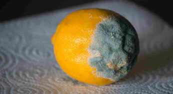 Scopri il segreto del nonno per mantenere i limoni freschi e senza muffa!